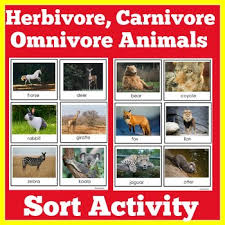 Omnivores in the amazon rainforest. Carnivores Herbivores Omnivores Activities Worksheets Tpt