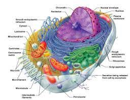 Human Anatomy Online Course Www Iaeeperth2012 Org Human Cell Diagram Physiology Eukaryotic Cell