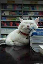 kediler ve kitaplar eskimeyen kitaplar book cat kedi kitap cats pets animals