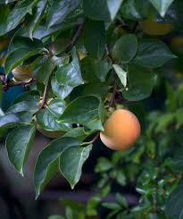 Our miracle fruit trees in 2 gallon post are 4 to 5 years old (3'tall) and grown from seeds from reliable stock. Magic Fountain Weeping Persimmon Bower Branch