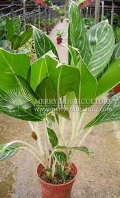 Pin On Chinese Evergreen Plants Aglaonema