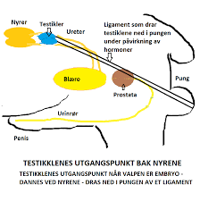 Build a sentence retriever based on bookcorpus. Testikkelsvulster Og Kryptorkisme Dyrlegehjelpen No