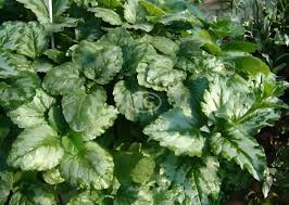 Image result for Lamium galeobdolon