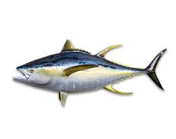 See more ideas about fish, all fish, bangladeshi. Pin On Stickers