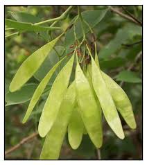 Image result for Dalbergia sissoo