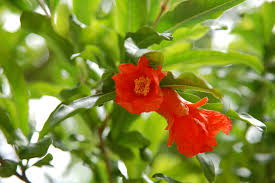 Pomegranate trees will yield fruit approximately three years after planting. Pomegranates In Western Australia Agriculture And Food