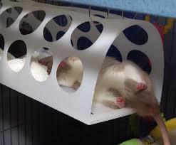 The best rat cages are chewproof, easy to clean, large enough, and look great. Diy Rat Condos From Ikea Furniture Pet Project