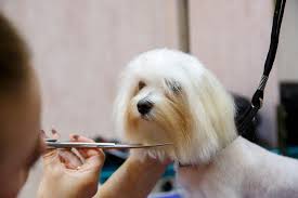 Aussie pet mobile is a quality pet grooming service that offers an exceptional full service grooming experience for your pets in a stress free environment in full comfort and safety right in your driveway. Pet Grooming Services Market 2020 Covid 19 Impact On Leading Key