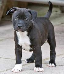 Search through thousands of staffordshire bull terrier dogs adverts in the usa and europe at animalssale.com. Researchbreeder Com Find Staffordshire Bull Terrier Puppies