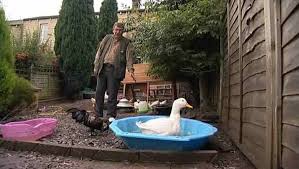 Keeping a few domestic ducks in the garden is a growing trend and having kept them myself for a few years, i can understand why people are drawn to keeping a few of these webbed wonders. Backyard Or Garden Ducks Water Allotment Garden Tv