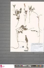 Image result for Ipomoea stolonifera