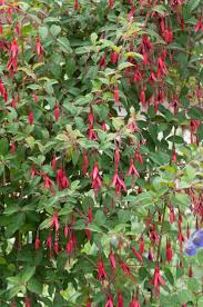 epingle sur wish list