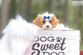 The cavapoo is not a purebred dog. Puppies For Sale From Nc Doodle Puppies Member Since October 2019
