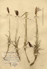 Image result for Harpachne schimperi