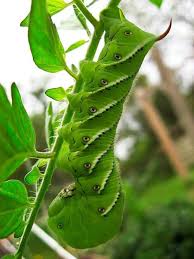 Black And Red Caterpillar With Horn Wtf S Eating My Tomato Plants Animales Invertebrados Animales Insectos Plantas