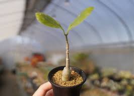 Image result for Fockea multiflora