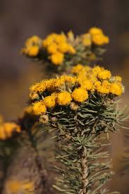 Image result for Phymaspermum