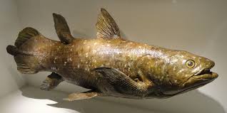 They are now primarily found off the east coast of africa near the comoroi islands and the indonesian. Let Us Consider Now The Coelacanth Science Musings