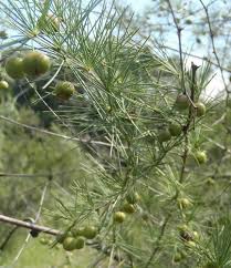 Image result for Asparagus laricinus