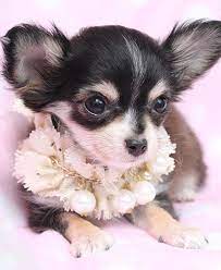 Chihuahua Puppies For Sale At Teacups Puppies Chihuahua Puppies Chihuahua Teacup Chihuahua Puppies