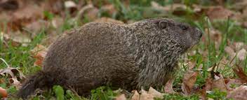 Maybe you would like to learn more about one of these? Woodchuck Groundhog Missouri Department Of Conservation