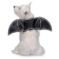 Amazon.com : Zack & Zoey Glow-in-The-Dark Bat Wings Harness for Dogs,  X-Large : Pet Supplies