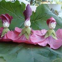 Explore quality animals wildlife pictures, illustrations from top photographers. 59 Flower S That Look Like Animal S Ideas Flowers Unusual Flowers Rare Flowers