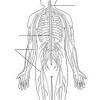 Nervous system diagram central nervous system human anatomy. 1