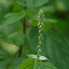 Image result for Achyranthes aspera