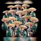 Christmas Mariachi Festival featuring El Mariachi event image