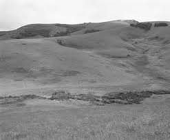 Image result for Aeschynomene pawekiae