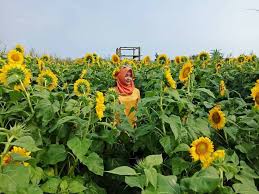 Kombinasi warna kuning kehijauan dan ungu membentuk lanskap indah mirip taman bunga di beberapa negara eropa, terutama belanda dan prancis. 8 Taman Bunga Matahari Paling Hits Yang Wajib Anda Jadikan Tempat Hunting Foto