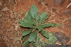 Image result for Elytraria