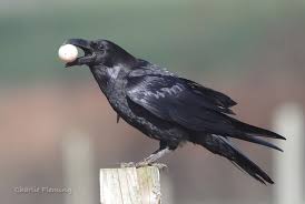Pin Van Kara P Op Crows In 2020