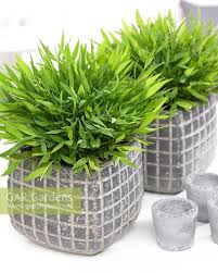 Image result for Pogonatherum paniceum