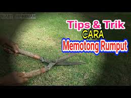 Rumput jepang dan rumput gajah mini menjadi pilihan terbaik untuk taman rumah anda. Tips Dan Trik Cara Memotong Rumput Dengan Cepat Youtube