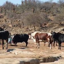 The original brahman cattle bred within the united states was genetically developed from the movement of over 250 bulls and at least 22 cows found to be descendants of a number of cattle breeds found in india and were successfully imported into the united states sometime between 1854 and 1926. Pdf Going Backwards Moving Forward Nguni Cattle In Communal Kwazulu Natal