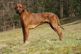 Image result for rhodéský ridgeback
