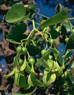 Image result for Hernandiaceae