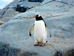 Penguins are, without any uncertainty, one of the most famous birds known to humankind. From Flightless Bird In Wallpaper Wizard Hd Desktop Background With Black And White Penguin On A Rock