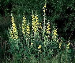 Image result for Crotalaria brevidens