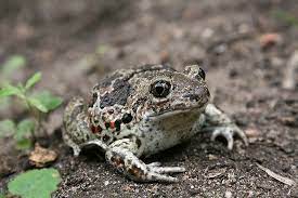 Die kröte wird eine wichtige rolle gegen einige schädlinge im garten spielen. Kroten Frosche Molche Artenportrats Aller Amphibien Nabu