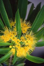 Check spelling or type a new query. Pin On Flowers