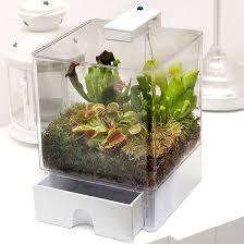 Lighted Terrarium 3 Carnivorous Plants Sarracenia Psittacina Sarracenia Purpurea Venosa And D Carnivorous Plants Carnivorous Plants Terrarium Sarracenia