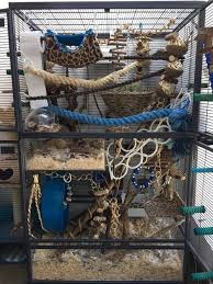 Rat Et Fufu En 2020 Rats Mignon Cage Furet Cage Rongeur