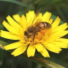 How do bees help plants in reproduction. What Do Bees Do With Pollen Carolina Honeybees
