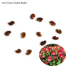 Maybe you would like to learn more about one of these? Seed 10 Pcs Shamrock Oxalis Triangularis Bulbs Easy To Plant Leaf Flower Seeds Iron Cross Oxalis Bulbs Buy Online In Angola At Angola Desertcart Com Productid 184484189
