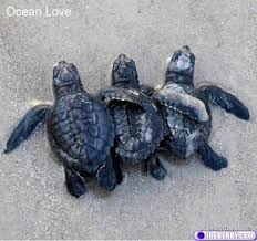 And We Re The Three Best Friends That Anyone Could Have Turtle Turtles Cute Oceanlove Baby Sea Turtles Turtle Turtle Love