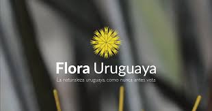 Image result for Leersia oncothrix