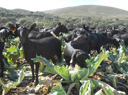 Maybe you would like to learn more about one of these? Solid Dairy Farming How To Improve Sustainable Organic And Low Input Dairying